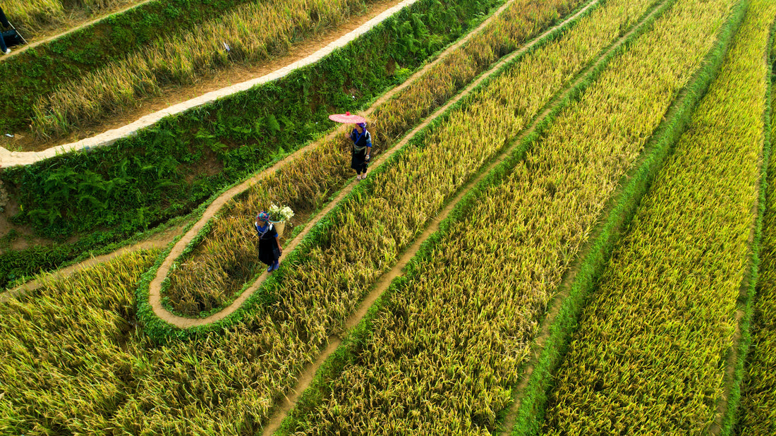 Die große Hungersnot in China 1958 bis 1962 – Wie Maos Politik Millionen Menschen das Leben kostete