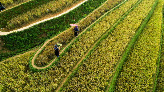 Die große Hungersnot in China 1958 bis 1962 – Wie Maos Politik Millionen Menschen das Leben kostete