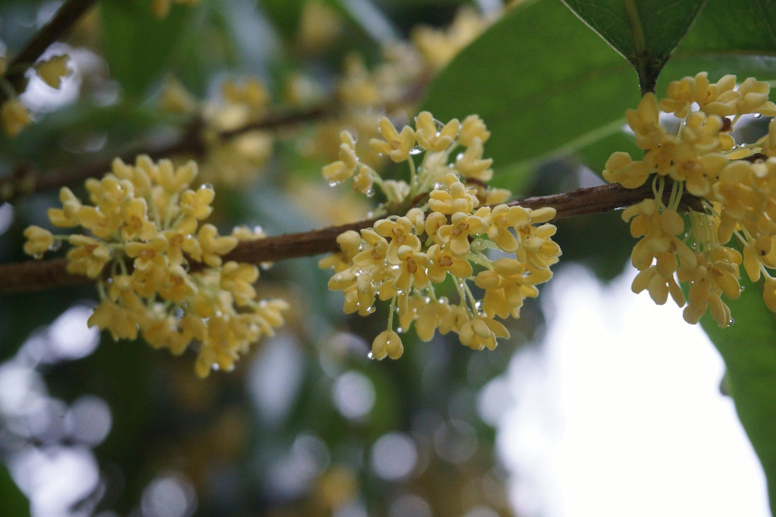 Osmanthus – wie der Herbst in China duftet