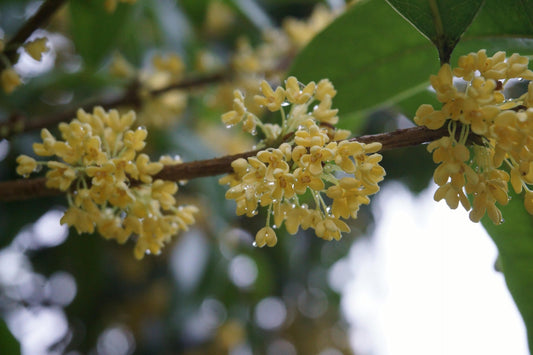 Osmanthus – wie der Herbst in China duftet