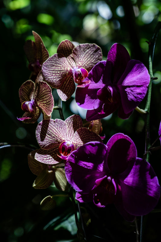 Orchideen - Die stille Eleganz Asiens