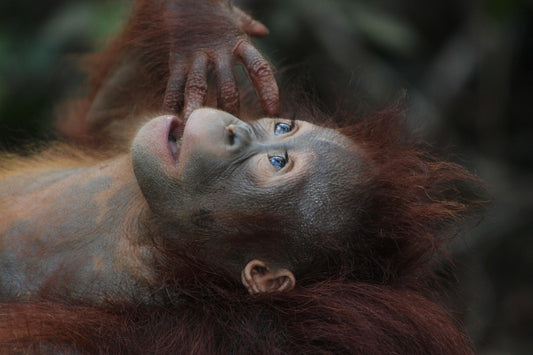 Naturparadies Borneo - Die Insel der Waldmenschen